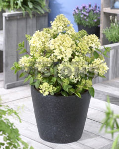 Obraz Hydrangea